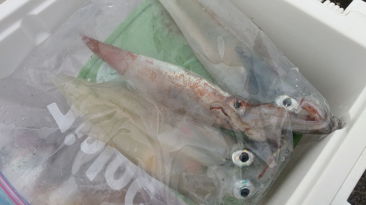 ヤリイカ オニカサゴ 釣り船こうゆう丸の釣り情報