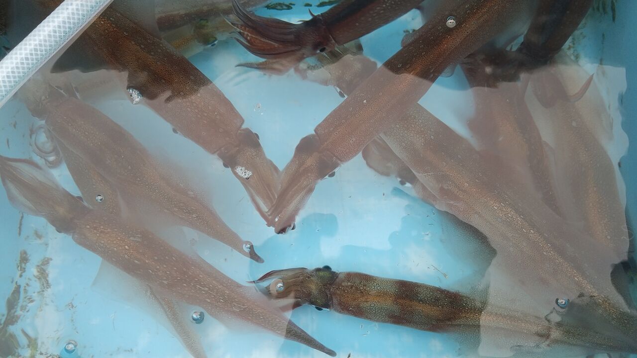 ヤリイカ アマダイ 釣り船こうゆう丸の釣り情報