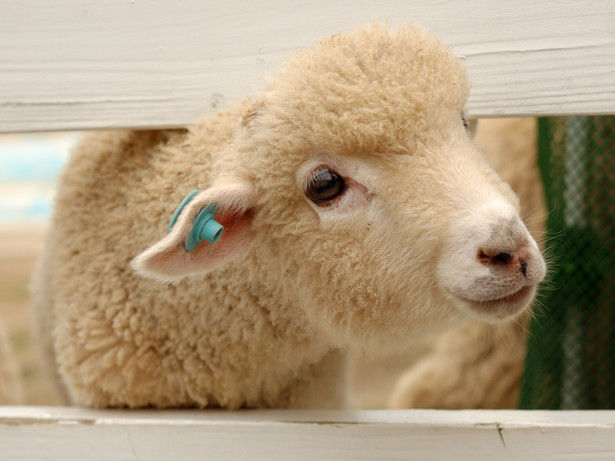 生物の話 Kowa Home Staff Blog