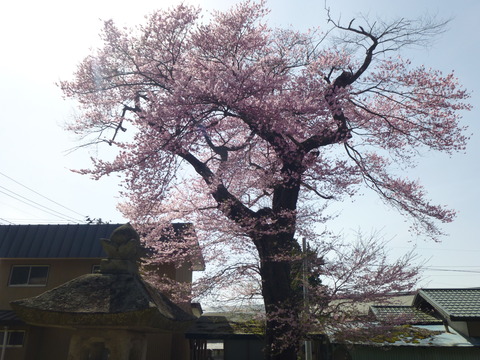 032 文殊院知恵桜