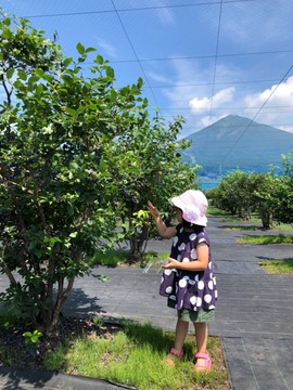 ブルーベリー園