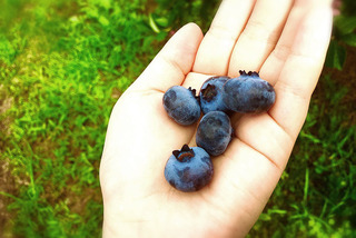 blueberry-picking-4