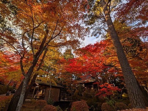 PXL_20241115_063505019.MP