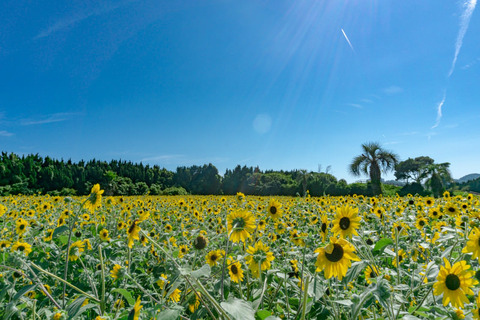 zubottyDSC05269-12805_TP_V4