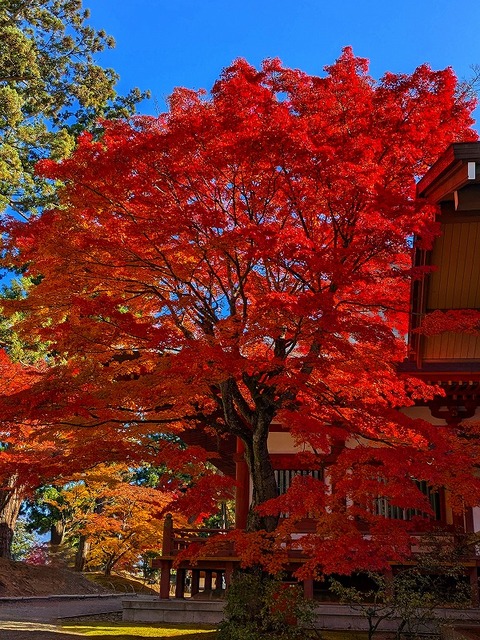 PXL_20241116_013120246.MP~2