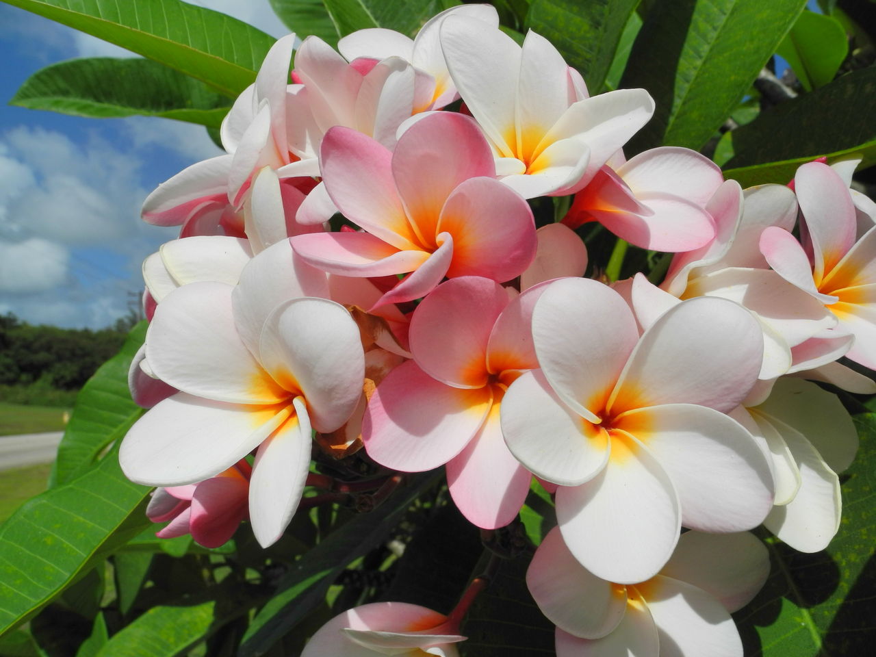 グアム旅行記 ８日目 今回のベスト海は イパオビーチ オンワードビーチリゾート Sawa S Table