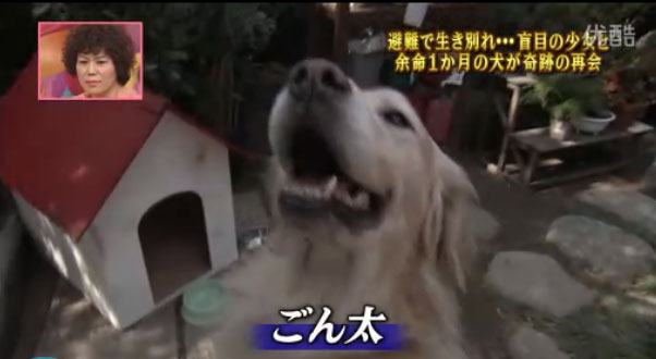 動画 山田菜々香 やまだななか ちゃん 天才 志村どうぶつ園特別篇 再現vtrの盲目少女 のるもっと 子役タレント応援ブログ
