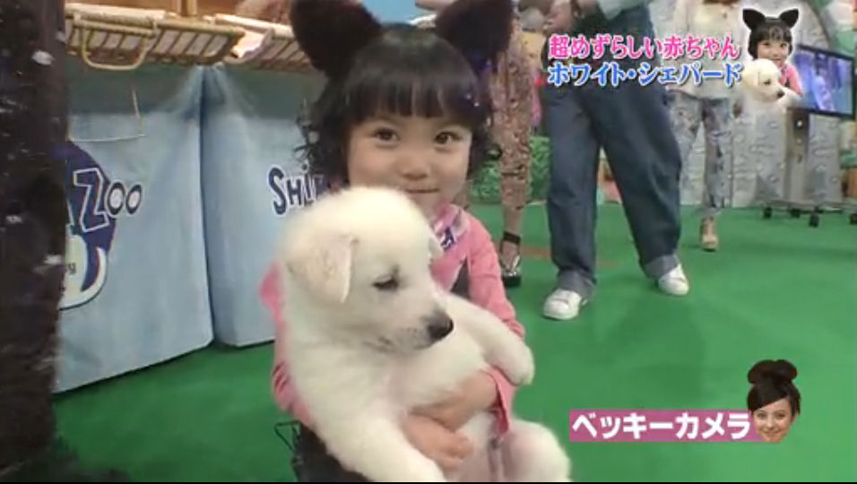 しずくちゃん 天才 志村どうぶつ園 ３月２３日 可愛すぎ 動画 子役タレント応援ブログ