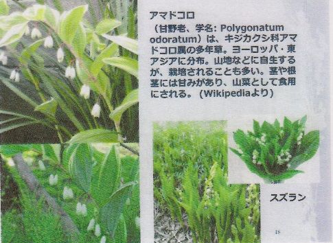 イメージ 12
