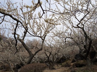 PXL_20250312_014945632