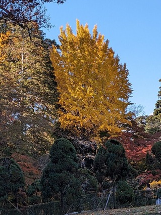 PXL_20231130_041155298.MP