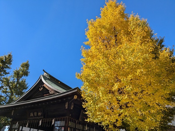 PXL_20241123_015838830