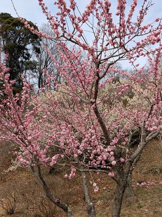 PXL_20250312_015329065