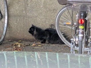 PXL_20251102_235214612.MP