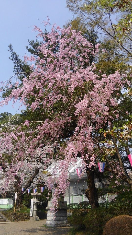 イメージ 14