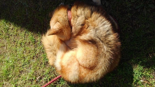 132035779_220812692780645_3711343339470387980_o