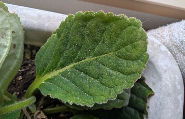 PXL_20251029_225026118