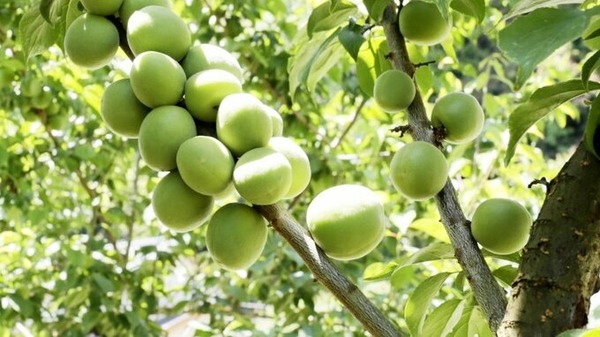 古くは「薬」として利用されていた梅