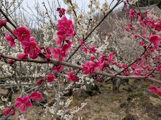 PXL_20250312_021648539