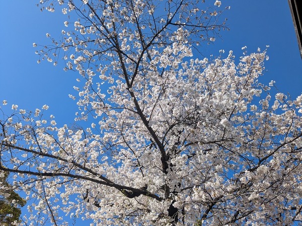 PXL_20260402_054118242