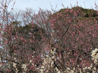 PXL_20250312_015132199