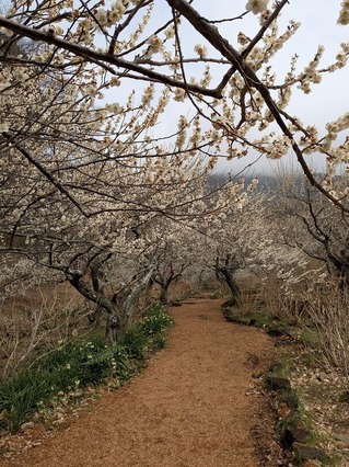 PXL_20250312_015202729