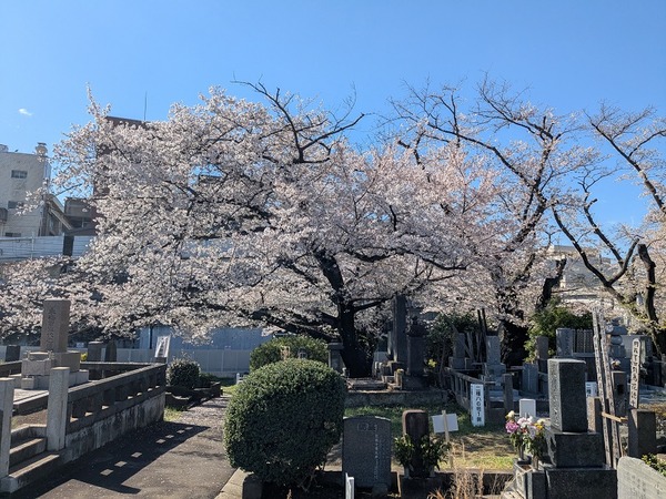 PXL_20260402_053128359.MP