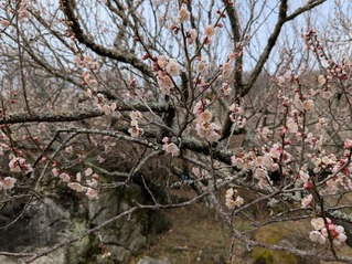 PXL_20250312_015813685