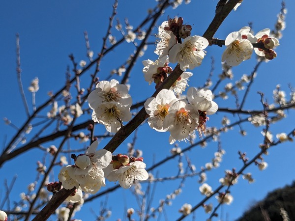 PXL_20240227_020524810