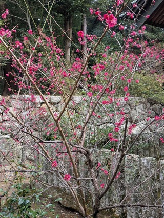 PXL_20250312_012824710.MP