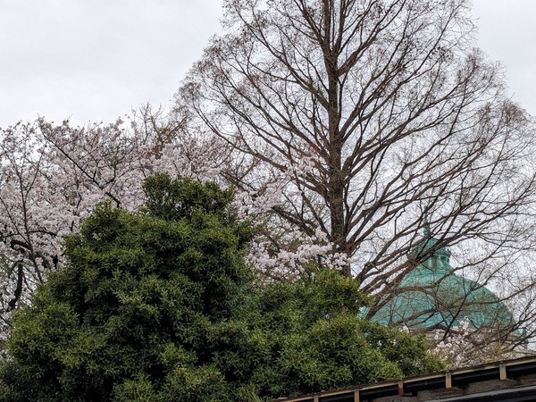 PXL_20240406_025249146