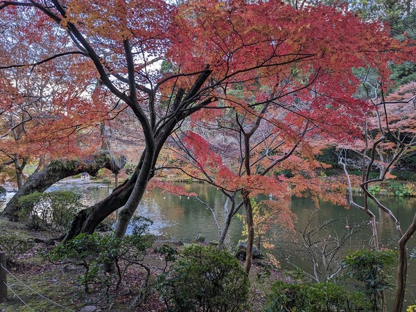 PXL_20231130_053755358