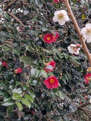 PXL_20250312_021802622