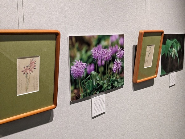 PXL_20240608_064416408.MP