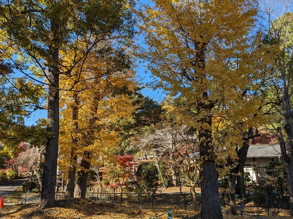 PXL_20231130_040948252