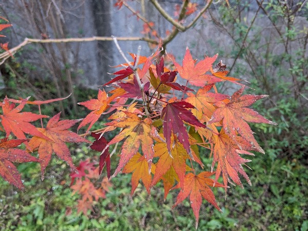 PXL_20231130_062625383