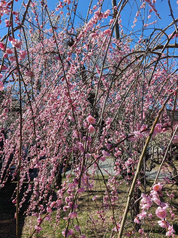 PXL_20240227_021245306.MP