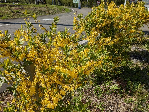 PXL_20230427_053054563