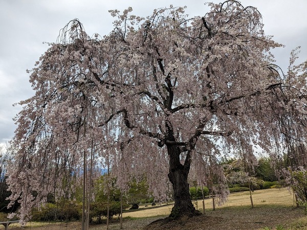 PXL_20240422_010205983