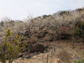 PXL_20250312_014824454