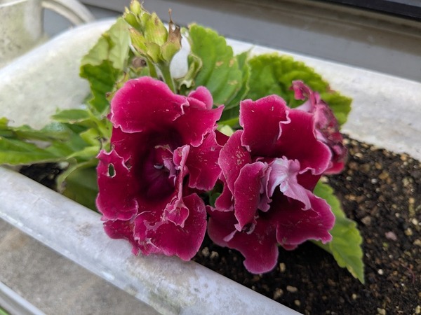 PXL_20250816_231754157