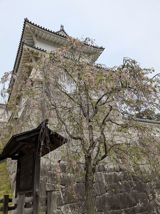 PXL_20250428_014645269