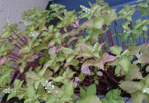 ２０２１年９月２９日 水 ２ 紫蘇の花 院長日記