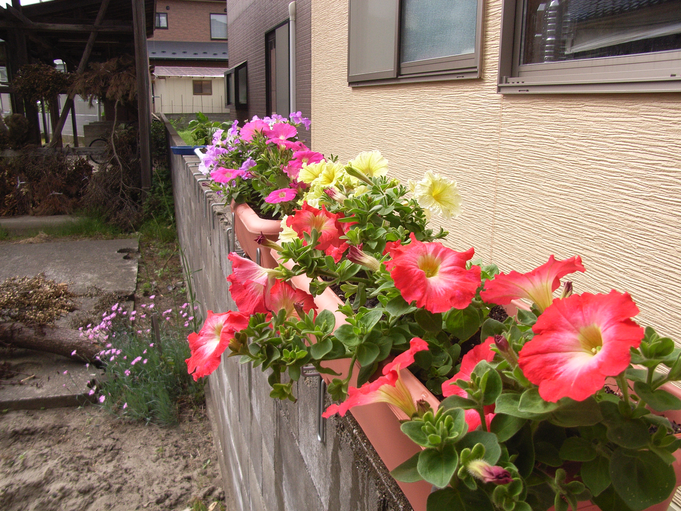 寄せ植えが咲き出しました はじメル