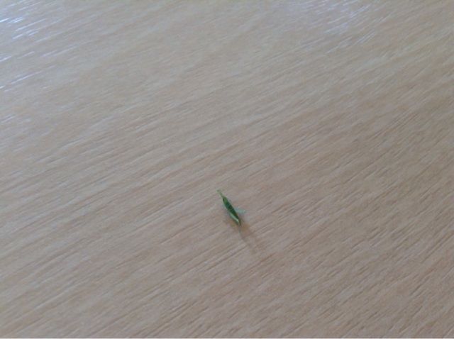 ベランダにいたよ ちびっこショウリョウバッタ かわいいんだぜ こゆきのこころ