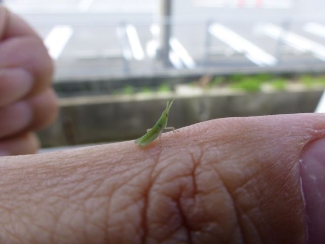 ベランダにいたよ ちびっこショウリョウバッタ かわいいんだぜ こゆきのこころ