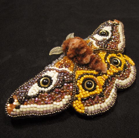 クジャクヤママユ様専用 オオクジャクヤママユ ♂ Saturnia pyri