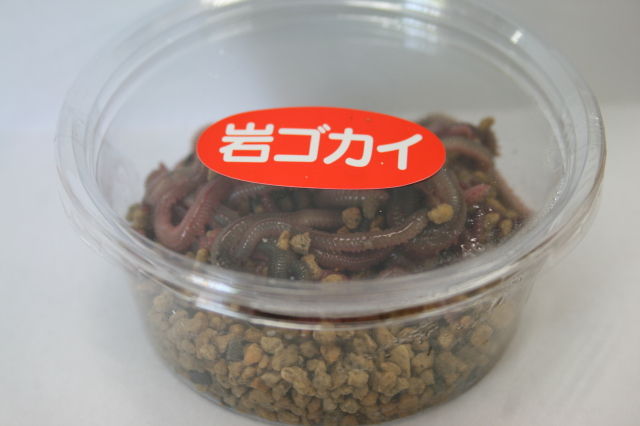 たまには 青虫vs本虫vsユムシ 主役 クランク好きがまとめる 釣りまとめ たまには 青虫vs本虫vsユムシ 主役 クランク好きがまとめる 釣りまとめ