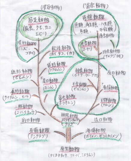 生命の誕生 進化の過程 目次 生命の樹