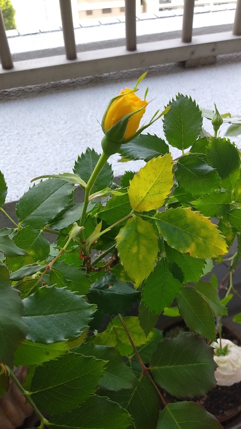 IMG01470_HDR